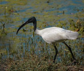 The black-headed ibis finding foods