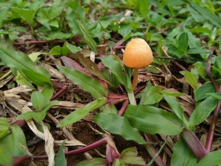 A Little  mushroom in the garden