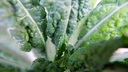 Close up of green kale leaves.