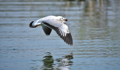 Seagull flying above water