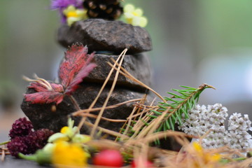 cones stones needles flowers rosehip