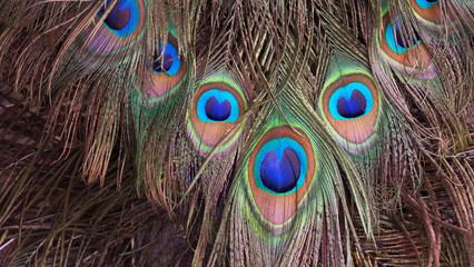 Closeup of peacock tail feathers.