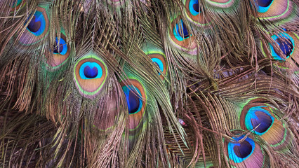 Naklejka premium Closeup of peacock tail feathers.