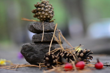 cones stones needles