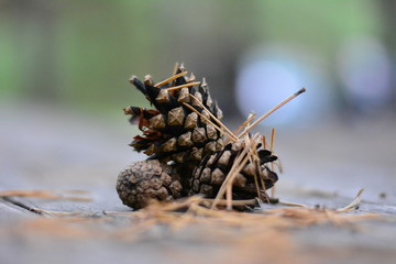 cones, needles