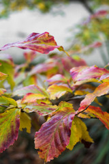 Autumn forest with yellow orange red and green leaves