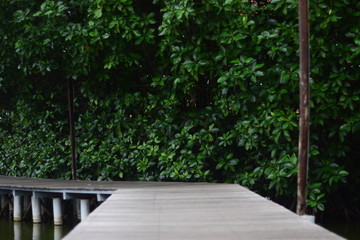 wooden bridge in the park