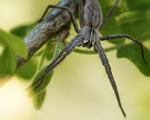 one grey spider sits on a branch with green leaves, close-up
