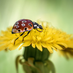 orange ladybug sitting on a yellow dandelion flower, close-up © Владимир Зубков