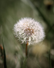 one matured fluffy dandelion on a background of grass, close-up