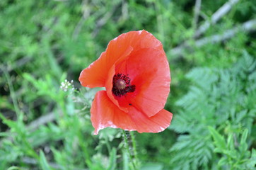 Red poppy flower blooming in May