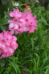Rhododendron Helsinki University in garden. Season of flowering azaleas (rhododendron).