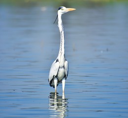 great blue heron