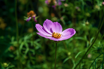 Pink flower in the grass in summer.