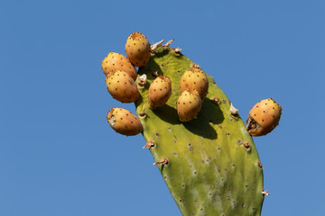 Yellow-green opuntia ficus-indica (prickly pear) cactus fruit