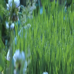 grass in the wind
