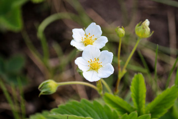 Obraz na płótnie Canvas Selective Focus. White flowers of wild Creamy strawberry (Fragaria viridis). Close-up.