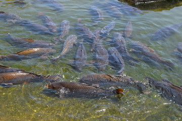 池で泳ぐ鯉