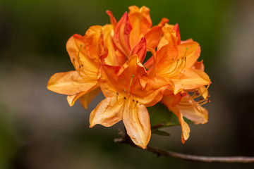 Rhododendron Alexander. Close-up of orange flowers.
