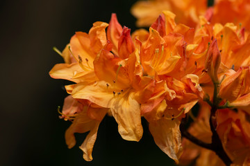 Rhododendron Alexander. Close-up of orange flowers.