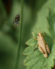 flightless grasshopper-filly wingless, sitting on a green leaf, close-up