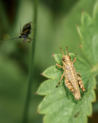 flightless grasshopper-filly wingless, sitting on a green leaf, close-up