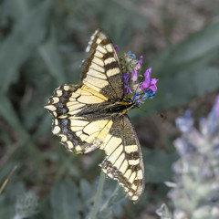 Swallowtail butterfly sitting on a flower, close-up. Altai territory, Russia
