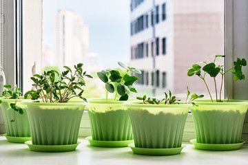 Vegetable garden on window sill