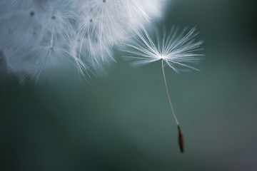 Dandelion seeds on a flower. Beautiful colors of the setting sun. Copyspace. Detailed macro photo.