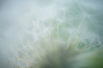 Dandelion seeds on a flower. Copyspace. Detailed macro photo. Abstract spectacular image.