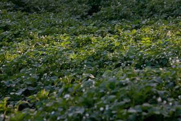 Obraz na płótnie Canvas Fields of potatoes. Westvierdeparten. at Maatschappij van Weldadigheid Frederiksoord Drenthe Netherlands. 