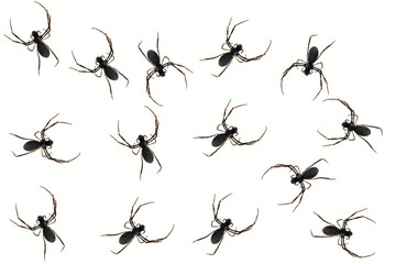 Many Black Spiders on a White Background 
