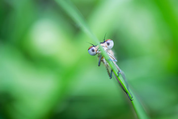 Dragonfly sits on a green blade of grass close-up. Macro photo. The concept of summer, insects. Copyspace.