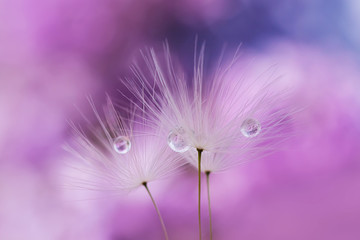 Dandelion seeds with drops of water on a lilac background. Summer abstract image. The concept of lightness.