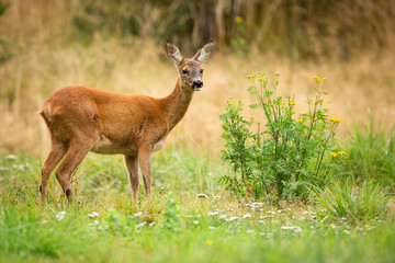 Alert roe deer, capreolus capreolus, doe observing on green summer meadow with blooming yellow and white wildflowers. Cute animal wildlife standing in colorful wilderness from profile view.