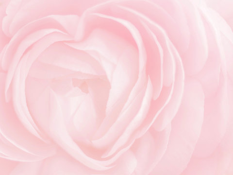 Pink rose heart shaped. Flower blurred postcard background. Close-up rose petals soft pastel color. Beauty, tenderness, love concept
