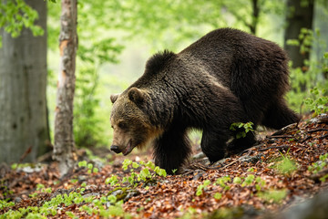 Huge bear with long brown fur running in forest in summer. Majestic wild animal searching for food in wilderness with green blurred background. Side view of animal wildlife.
