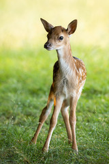 Young fallow deer, dama dama, fawn standing on green meadow in summer from front view. Adorable wild animal with spotted brown fur looking in vertical composition.