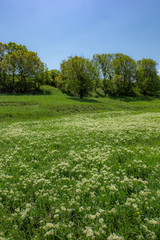 Serene field