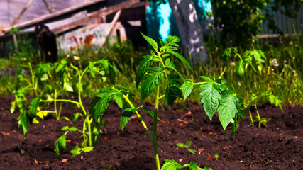 A seedling of red tomato sits on a bed in the ground. Close-up. Spring planting of vegetables. Work in the garden. Growing products. Sunny warm day. Waiting for the harvest.