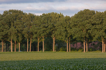 Lanestructure at Maatschappij van Weldadigheid Frederiksoord Drenthe Netherlands. Beech trees.