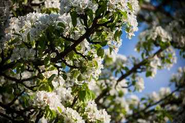 blossoming apple tree