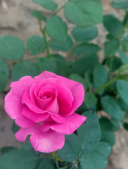 BEAUTIFUL PINK ROSE