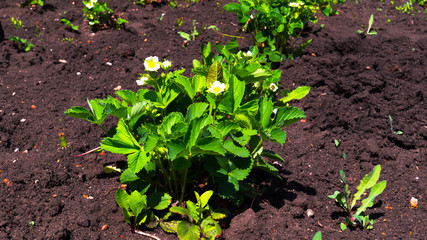 The green bush of red Victoria berry sits on a bed in the ground. Garden strawberries. Close-up. Work in the garden. Growing berries. Sunny spring warm day. Waiting for the harvest.