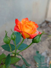 BEAUTIFUL RED AND YELLOW ROSE