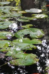 Naklejka na ściany i meble Botanical garden lake with colored fish and jug leaves
