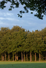 Fototapeta na wymiar Lanestructure at Maatschappij van Weldadigheid Frederiksoord Drenthe Netherlands. Beech trees.