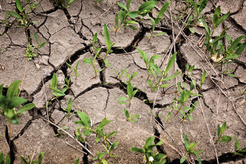 Dry soil with plants outdoors, top view