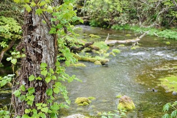By the swamp,Gudarinuma,Aomori