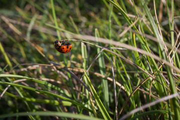 Un coccinelle au bout du brin!